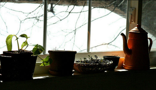 How To: Starting an Indoor Herb Garden